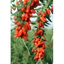 Kỷ Tử Hữu Cơ Green Nature Hộp 200g Kỉ tử Ninh Hạ quả to, ngon ngọt, Trà kỷ tử đẹp da, làm trà dưỡng nhan