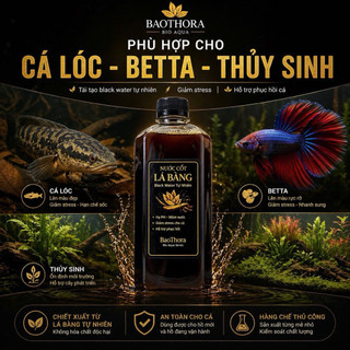 Nước Cốt Lá Bàng Black Water Cho Cá | Hạ PH Giảm Stress Cá Betta Cá Lóc Thủy Sinh | BaoThora Aqua