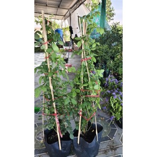 1 chậu hồng leo ngẫu nhiên