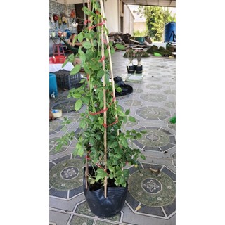1 chậu hồng leo ngẫu nhiên