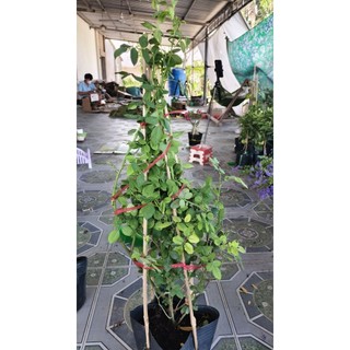 1 chậu hồng leo ngẫu nhiên