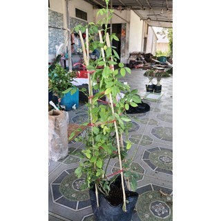 1 chậu hồng leo ngẫu nhiên