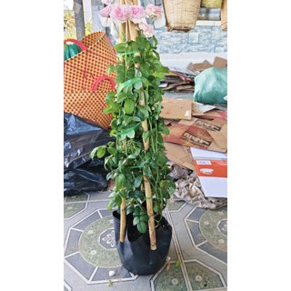 1 chậu hồng leo ngẫu nhiên