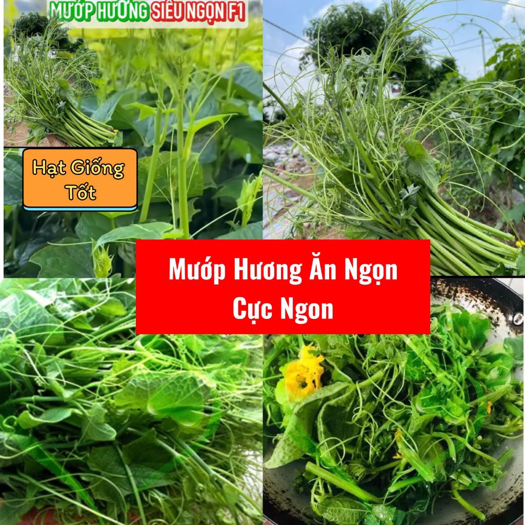 NEW❤️ Hạt Giống Mướp Hương Ăn Ngọn Siêu Ngọn, Ăn Cực Ngon Năng Suất Cao, Chuẩn Giống Hàng Xịn