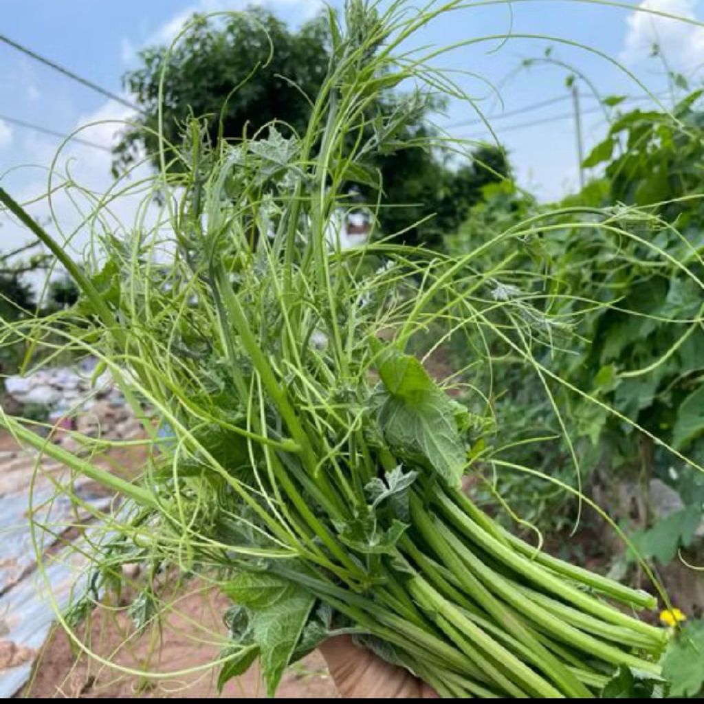 NEW❤️ Hạt Giống Mướp Hương Ăn Ngọn Siêu Ngọn, Ăn Cực Ngon Năng Suất Cao, Chuẩn Giống Hàng Xịn