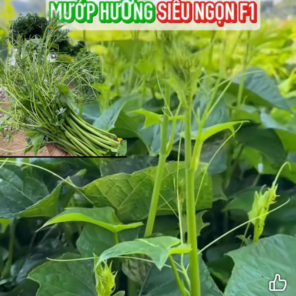 NEW❤️ Hạt Giống Mướp Hương Ăn Ngọn Siêu Ngọn, Ăn Cực Ngon Năng Suất Cao, Chuẩn Giống Hàng Xịn
