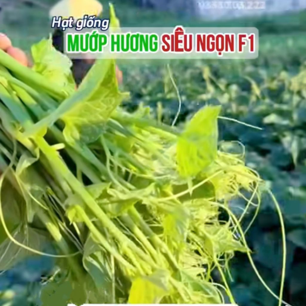 NEW❤️ Hạt Giống Mướp Hương Ăn Ngọn Siêu Ngọn, Ăn Cực Ngon Năng Suất Cao, Chuẩn Giống Hàng Xịn