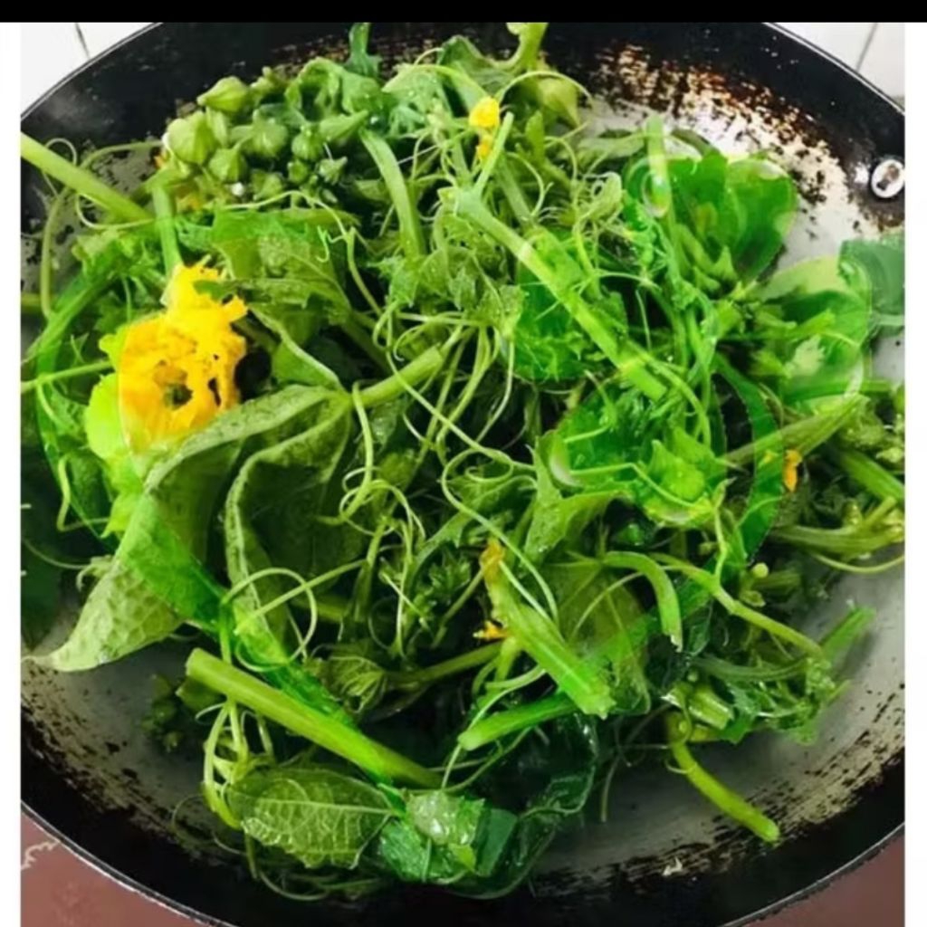 NEW❤️ Hạt Giống Mướp Hương Ăn Ngọn Siêu Ngọn, Ăn Cực Ngon Năng Suất Cao, Chuẩn Giống Hàng Xịn