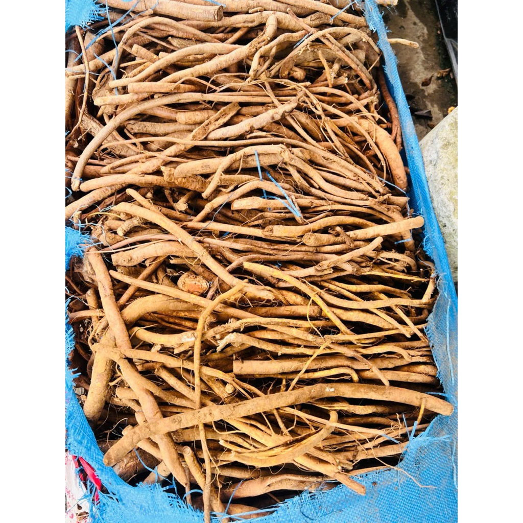Rễ Hoàng Kỳ Nam Tươi 1kg – Hàng Mới Đào, Đã Rửa Sạch, Loại Đẹp, Thơm Tự Nhiên Tây Bắc 1kg