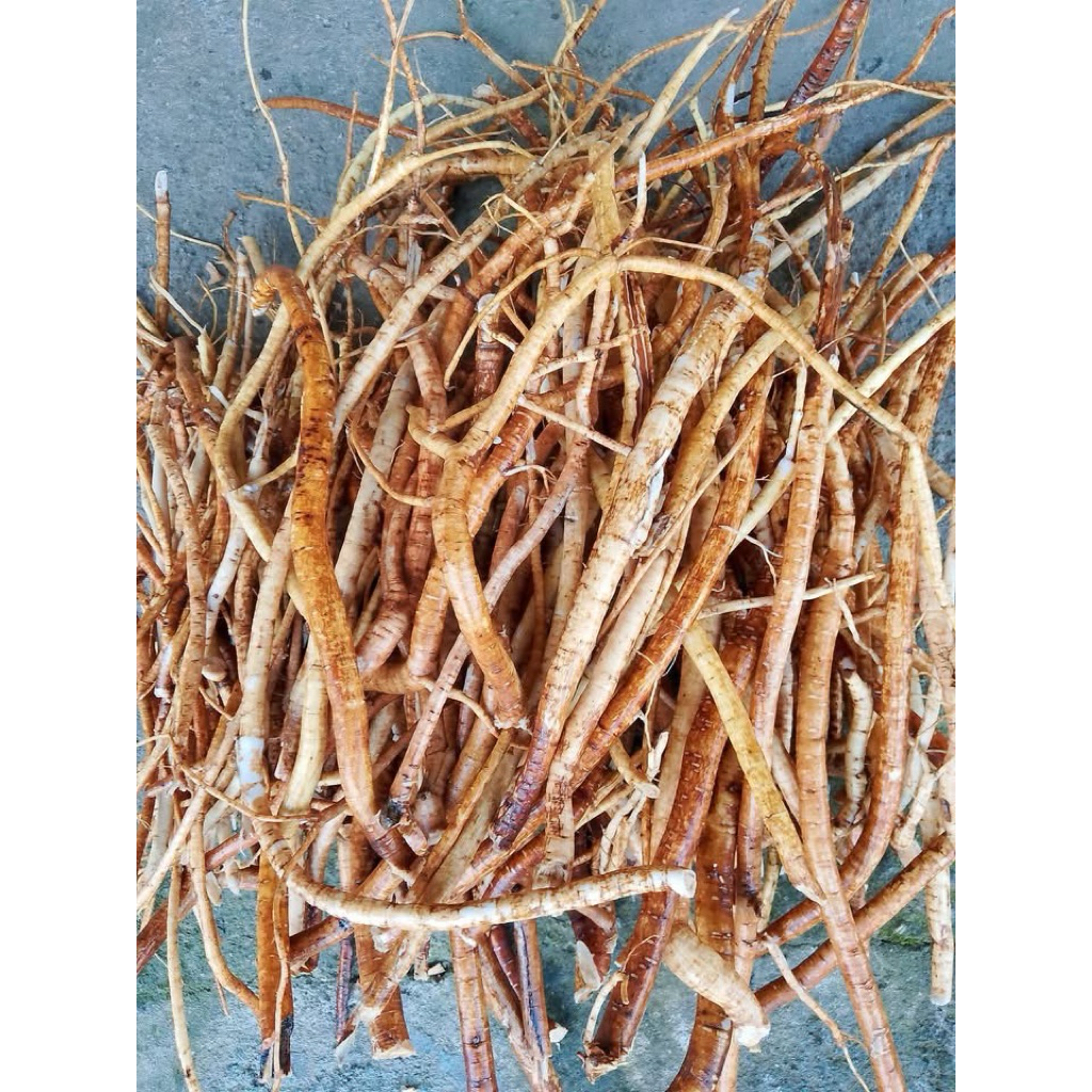 Rễ Hoàng Kỳ Nam Tươi 1kg – Hàng Mới Đào, Đã Rửa Sạch, Loại Đẹp, Thơm Tự Nhiên Tây Bắc 1kg