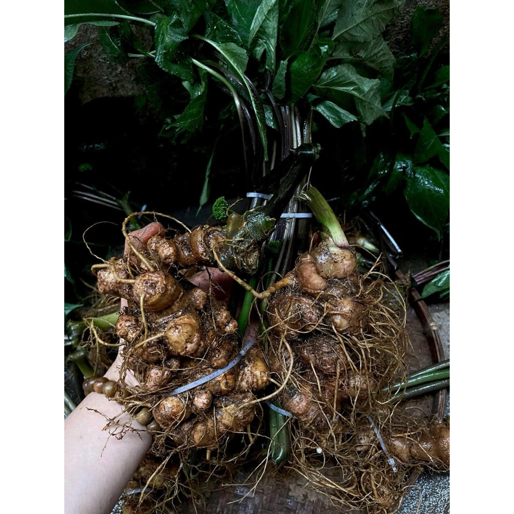 Sâm Lai Châu(Sâm Ngọc Linh) size 2-16củ 1Kg Vùi rừng lâu năm già tím thơm phức, đậm vị dược chất cao