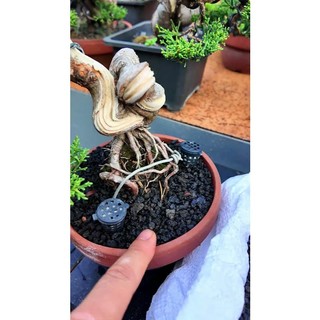 Đá Nham Thạch Lava Đen, Giá Thể Cho Thủy Sinh, Bonsai, Xương Rồng, Sạch tạp chất