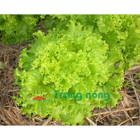 Xà Lách Xoăn Tango gói 10gr, Rau Ăn Lá Trang Nông TN 400, Hạt Nảy Mầm Nhanh, Mạnh
