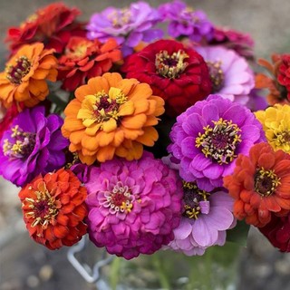 Hạt giống hoa cúc ngũ sắc Zinnia  -Zinnia Flower Seeds-100Hạt