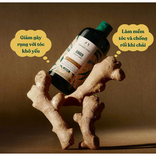 Dầu Gội Gừng Cho Da Đầu Gàu Ginger Scalp Care Shampoo The Body Shop - CÔ THƯ MARKET