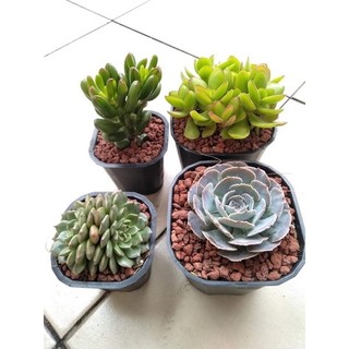 Đá Nham Thạch Lava Đỏ, Giá Thể Cho Thủy Sinh, Bonsai, Xương Rồng, Phối trộn đất trồng
