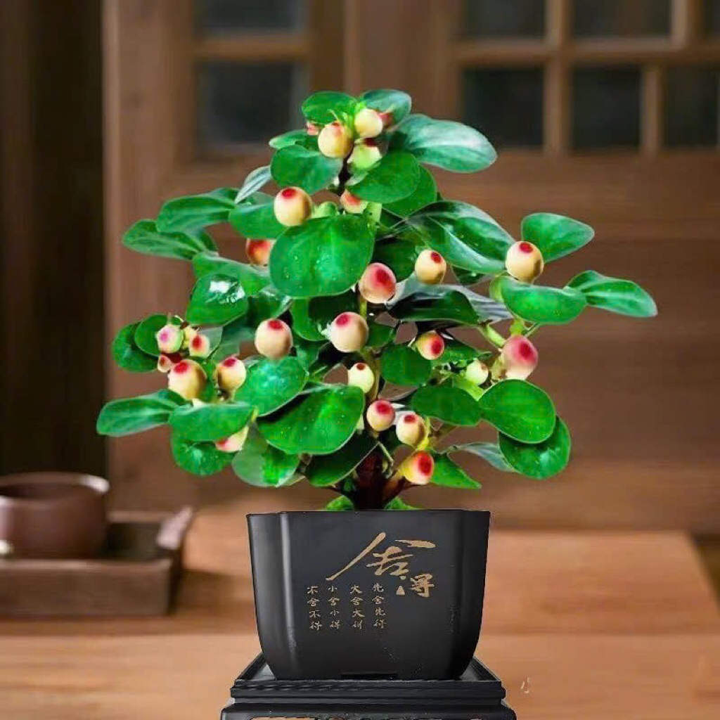 Chậu nhựa bonsai mini kèm đế,kích thước 7x7cm phù hợp cây bonsai