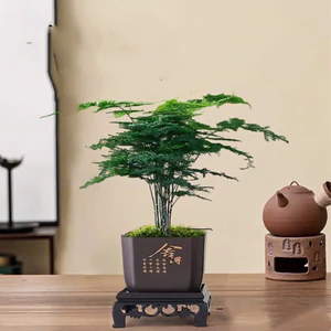 Chậu nhựa bonsai mini kèm đế,kích thước 7x7cm phù hợp cây bonsai
