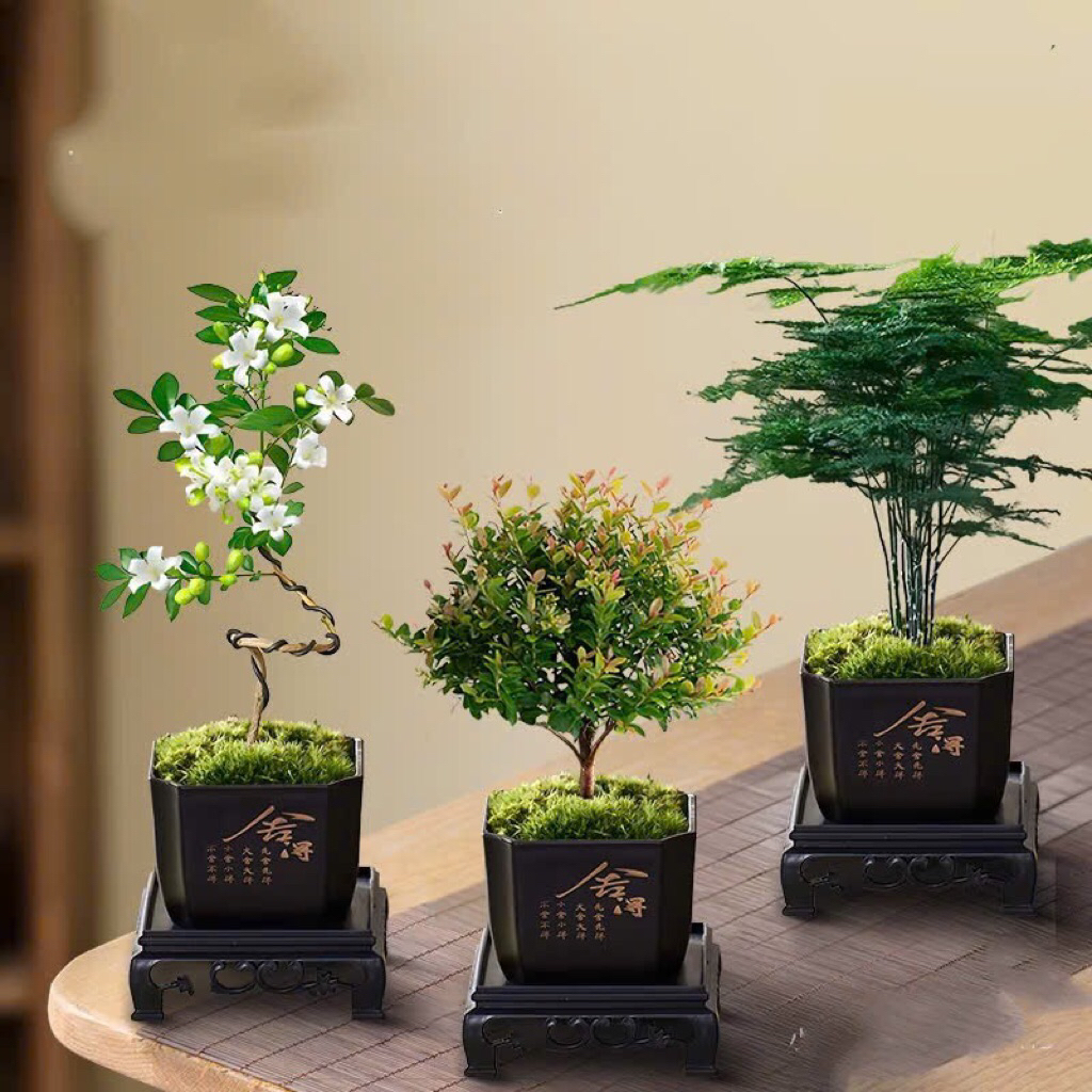 Chậu nhựa bonsai mini kèm đế,kích thước 7x7cm phù hợp cây bonsai