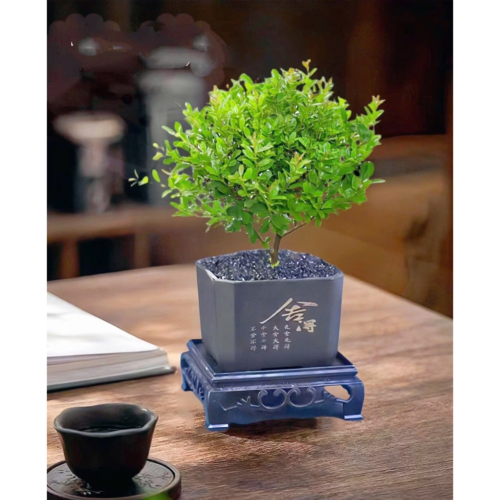 Chậu nhựa bonsai mini kèm đế,kích thước 7x7cm phù hợp cây bonsai