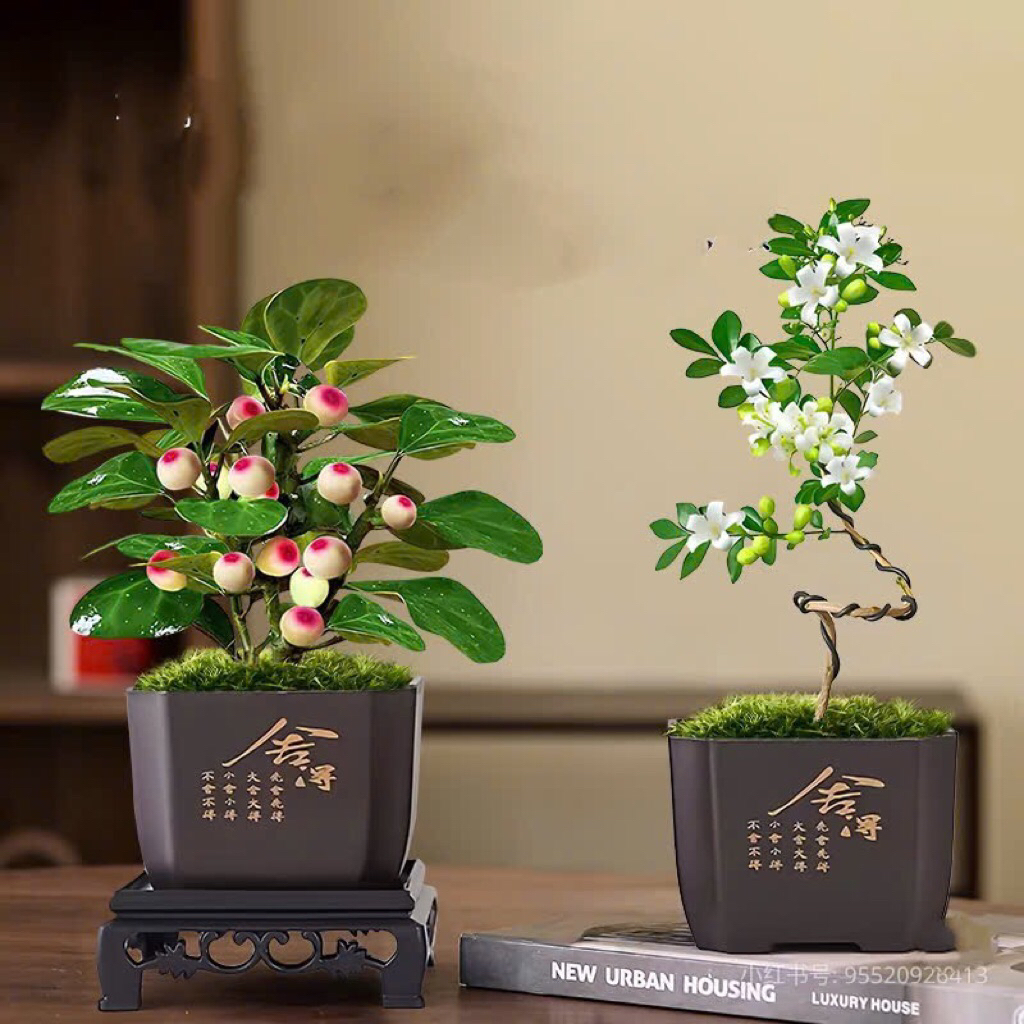 Chậu nhựa bonsai mini kèm đế,kích thước 7x7cm phù hợp cây bonsai