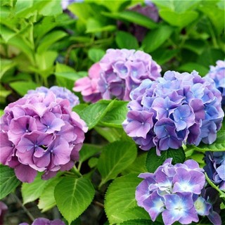 Hạt giống hoa cẩm tú cầu đủ màu-Hydrangea Flower Seeds-10viên