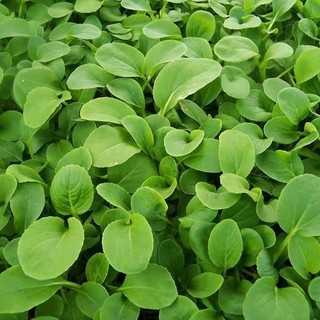 Hạt Giống Rau Cải Chíp cao sản-pak choi seeds-300viên