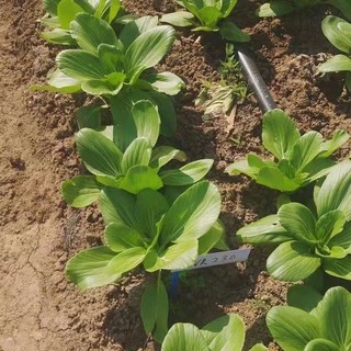 Hạt Giống Rau Cải Chíp cao sản-pak choi seeds-300viên