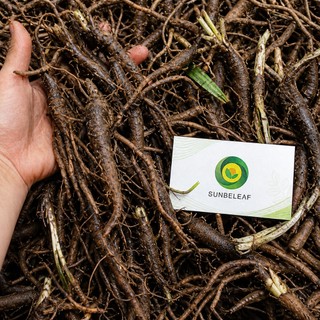 Trà Sâm Tiên Mao Sunbeleaf (Sâm Cau Đen) - Cải Thiện Yếu Sinh Lý, Chống Lão Hóa - Hộp 20 Gói Túi Lọc