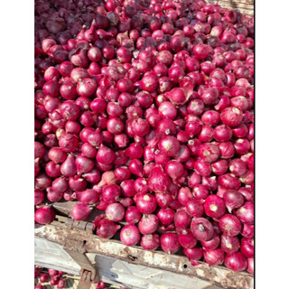 [Mua 500g Gừng Tặng 500g Hành Ấn Độ] Gừng Sẻ - 500g - 1kg - 2kg - Gừng Khô Thơm Cay - Gia Vị Cho Mọi Món Ăn