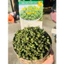 Nụ Tam Thất Bắc Loại 1– Sấy Lạnh Giữ Hương, Uống Thanh Mát 500gr