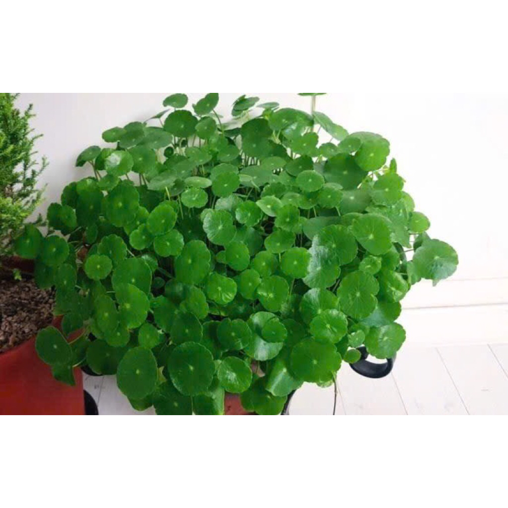 Cỏ đồng tiền thủy sinh chơi bán cạn,hồ cá cảnh,cây trang trí sân vườn