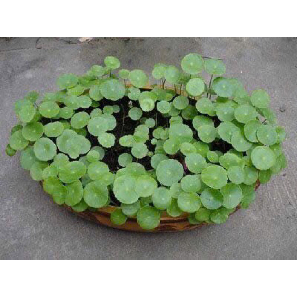 Cỏ đồng tiền thủy sinh chơi bán cạn,hồ cá cảnh,cây trang trí sân vườn