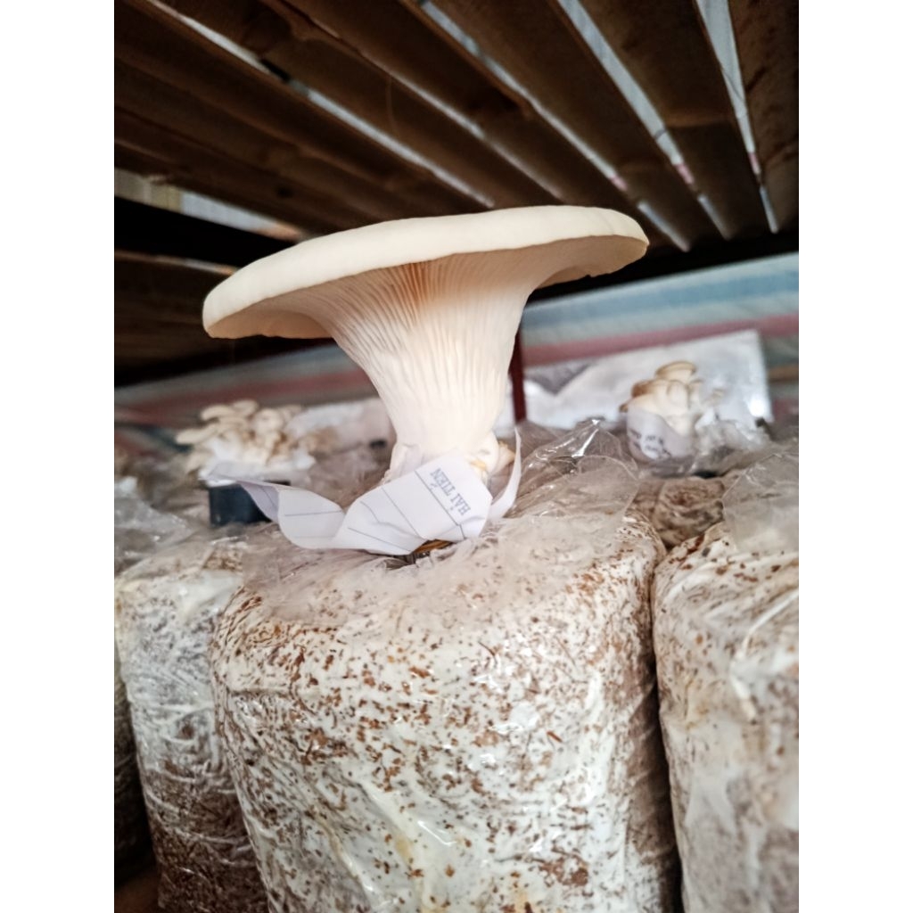 combo 3 bịch nấm sò trắng trồng tại nhà ( bào ngư trắng)