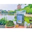 Cây Xương Khỉ (Cây Bìm Bịp) Loại 1 (Khô, Sạch, Thơm) - Hỗ Trợ Ung Thư, Men Gan Cao