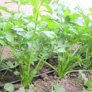 Hạt giống chịu nhiệt -Celery Seeds-1500Hạt