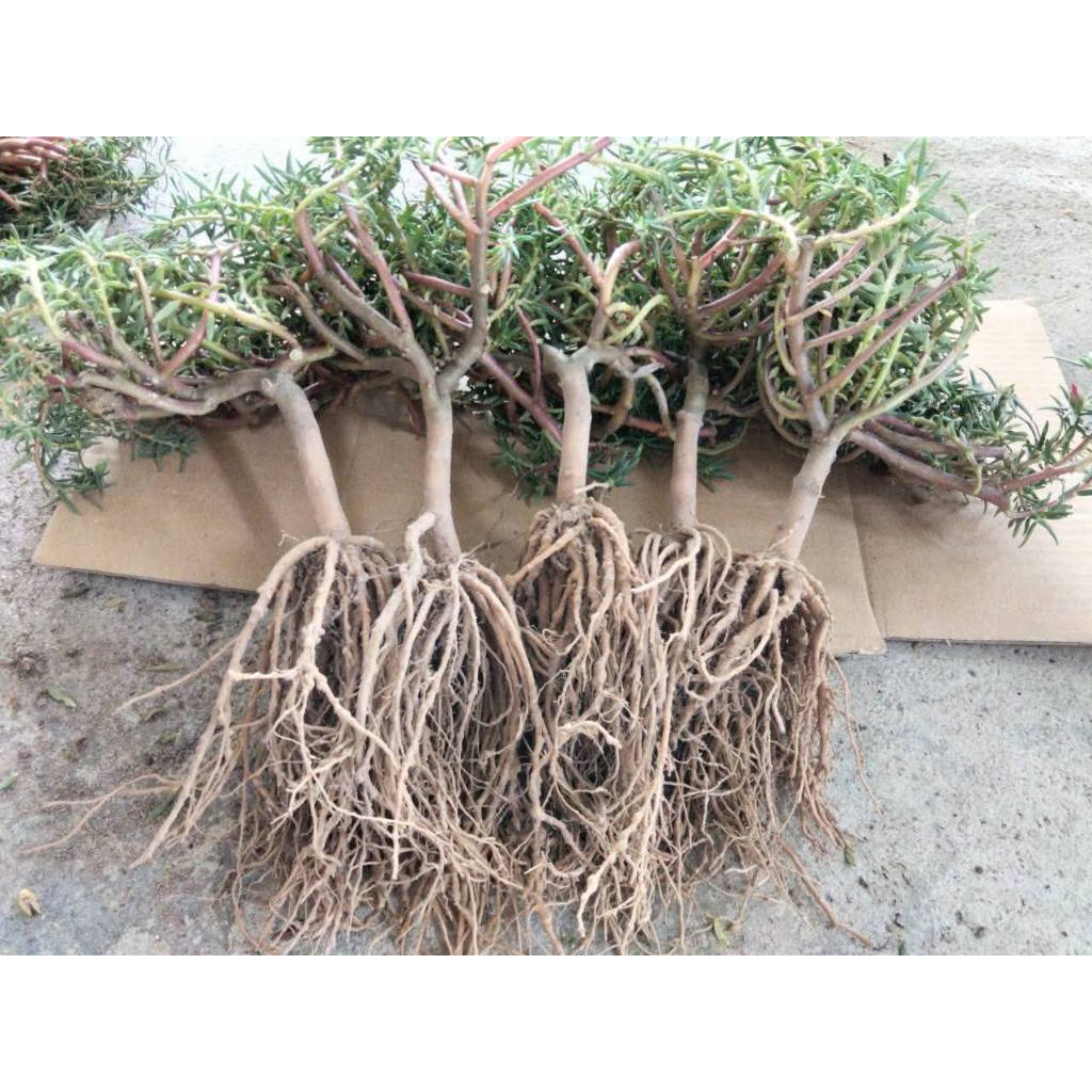 CÂY HOA MƯỜI GIỜ KÉP NHIỀU MÀU – DÁNG BONSAI MINI SIÊU XINH 🌸