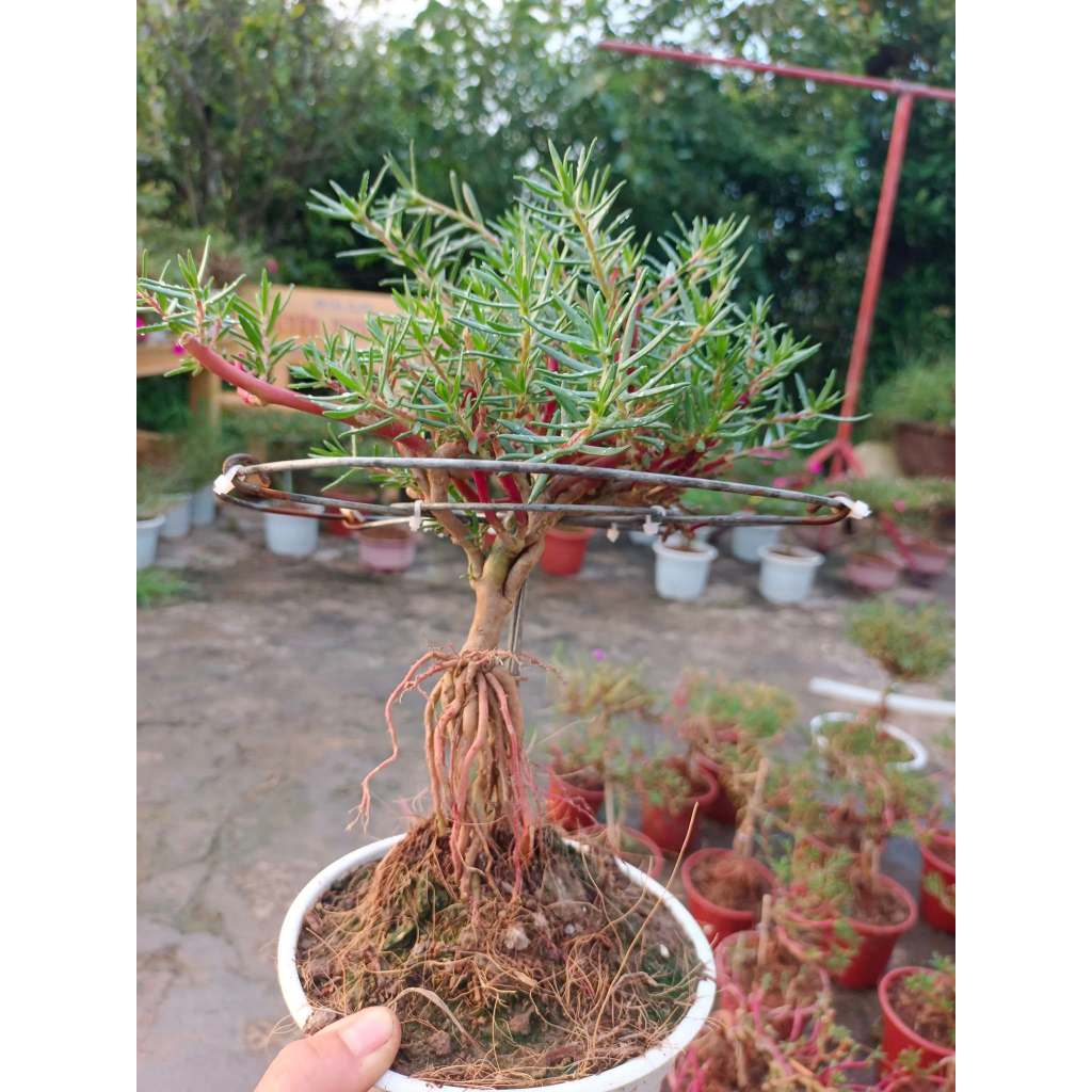 CÂY HOA MƯỜI GIỜ KÉP NHIỀU MÀU – DÁNG BONSAI MINI SIÊU XINH 🌸