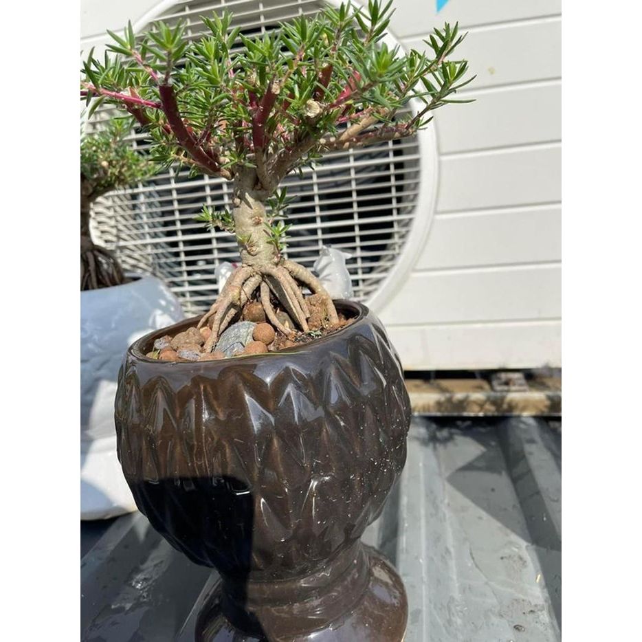CÂY HOA MƯỜI GIỜ KÉP NHIỀU MÀU – DÁNG BONSAI MINI SIÊU XINH 🌸