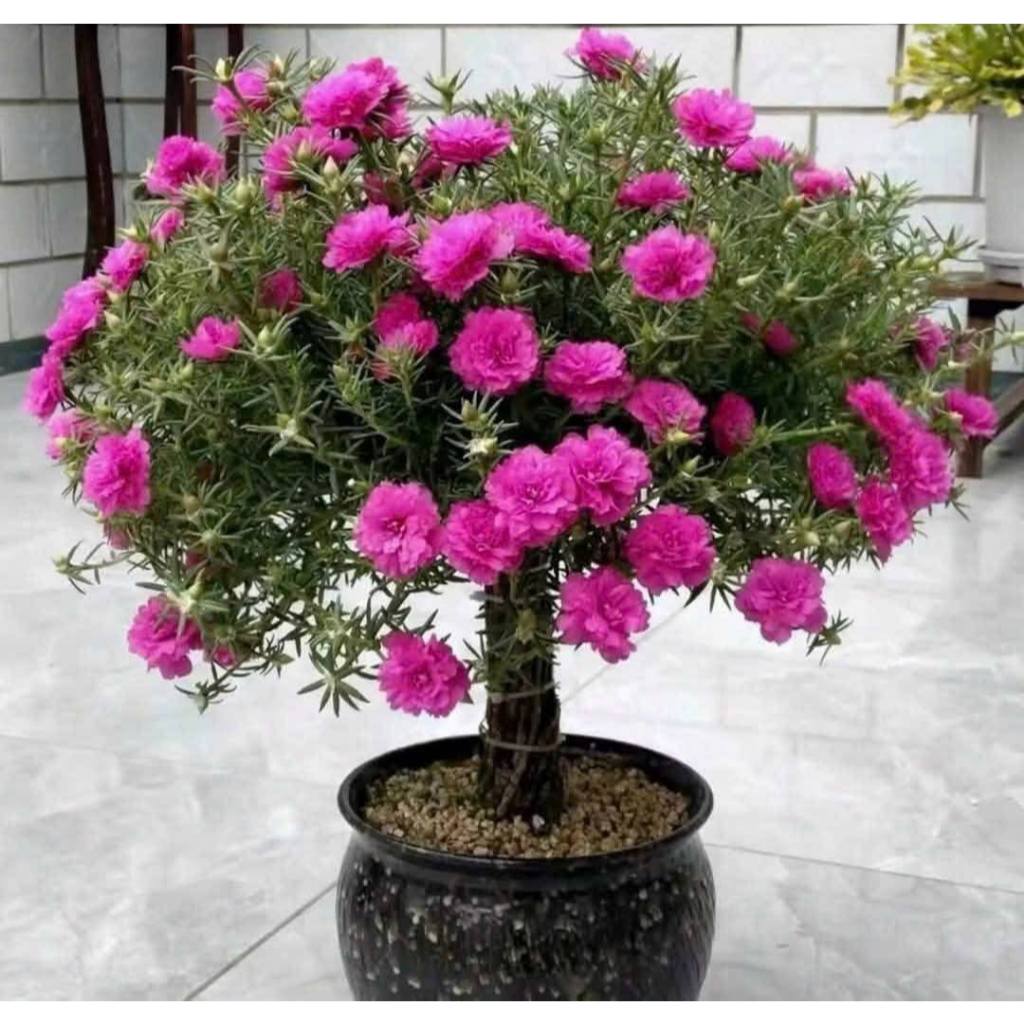 CÂY HOA MƯỜI GIỜ KÉP NHIỀU MÀU – DÁNG BONSAI MINI SIÊU XINH 🌸
