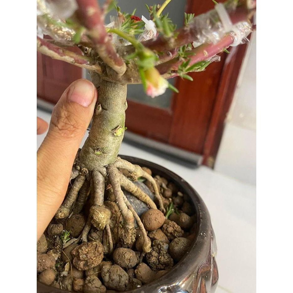 CÂY HOA MƯỜI GIỜ KÉP NHIỀU MÀU – DÁNG BONSAI MINI SIÊU XINH 🌸