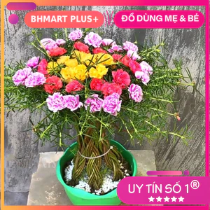 CÂY HOA MƯỜI GIỜ KÉP NHIỀU MÀU – DÁNG BONSAI MINI SIÊU XINH 🌸