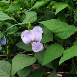 Hạt giống đậu rồng (đậu khế) cao sản, ngon giòn-WINGED BEAN-5viên