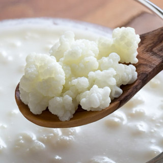 Combo Nấm Sữa Kefir và dụng cụ nuôi nấm tại nhà (TẶNG KÈM TÚI LƯỚI TRÙM Ủ)