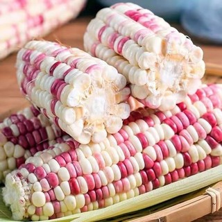 Hạt Giống Bắp Nếp Tím Siêu Dẻo - Bi-color Corn Seeds-10viên