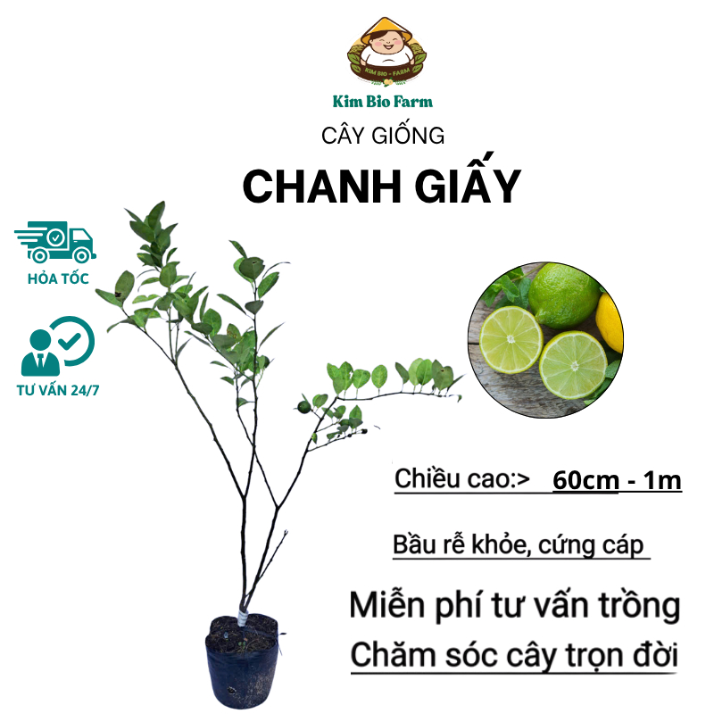 Cây Chanh Giấy Chuẩn Giống F1, Lá Thơm, Dế Trồng, Nhanh Cho Trái