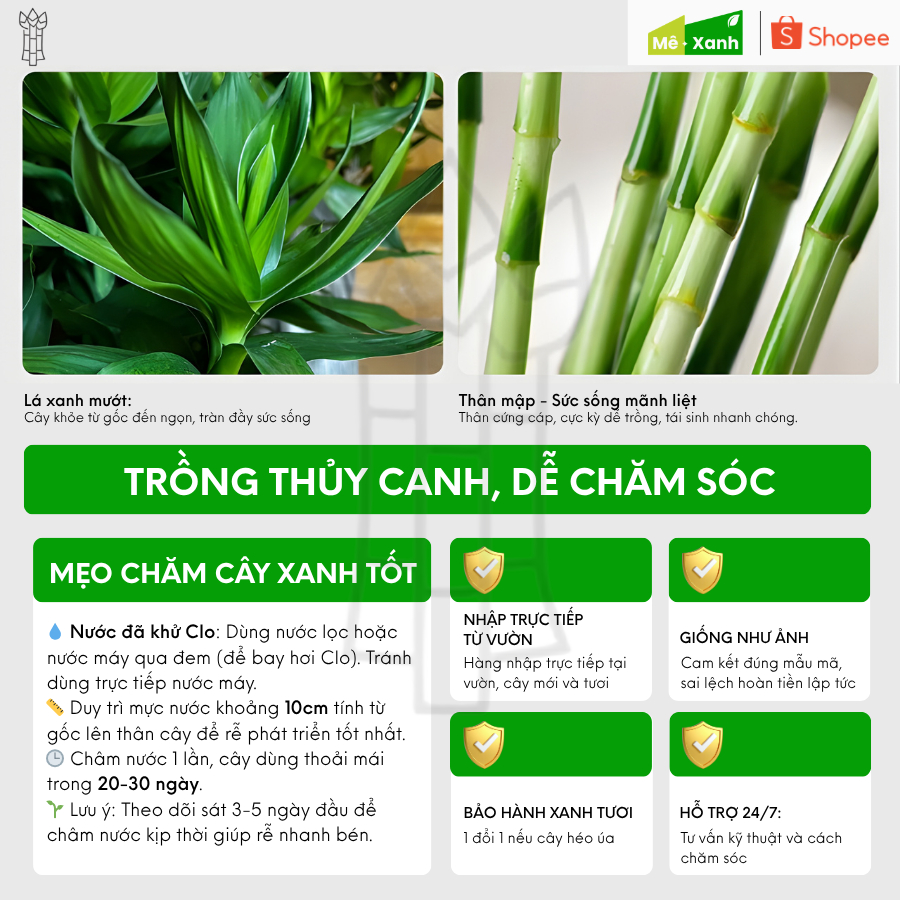 [BH 1 ĐỔI 1] Phát tài xoắn loại 1 (Trúc phú quý/ Trúc phát lộc) - Cây thủy sinh phong thủy, để ban thờ, bàn làm việc