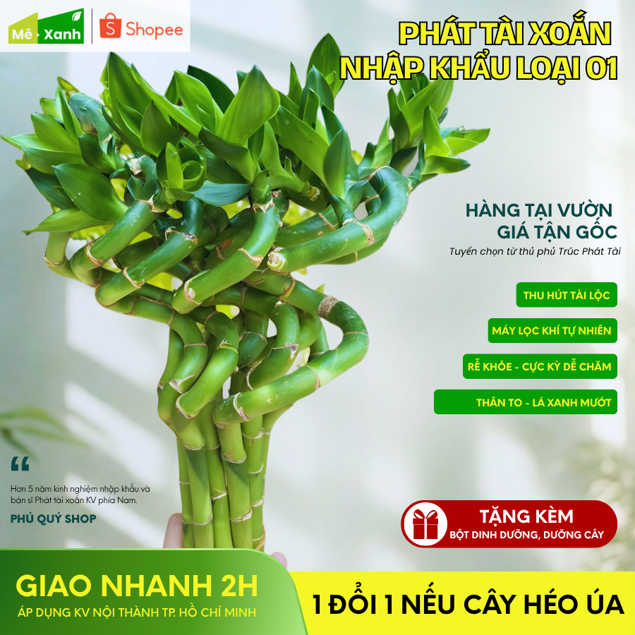 [BH 1 ĐỔI 1] Phát tài xoắn loại 1 (Trúc phú quý/ Trúc phát lộc) - Cây thủy sinh phong thủy, để ban thờ, bàn làm việc