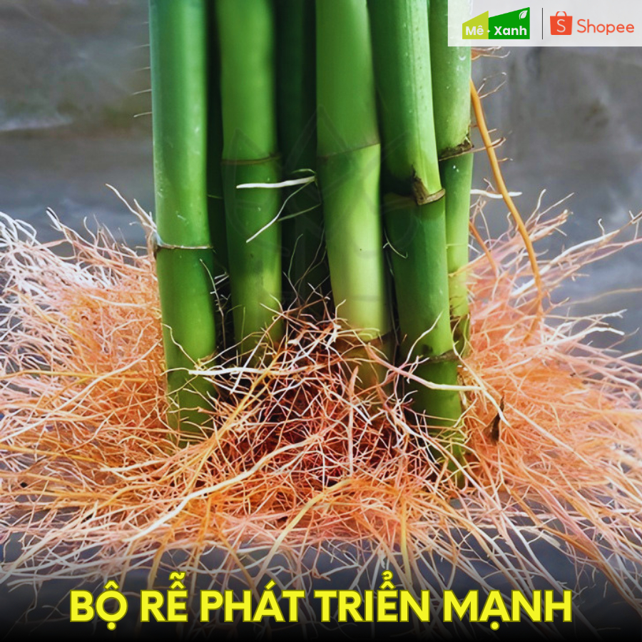 [BH 1 ĐỔI 1] Phát tài xoắn loại 1 (Trúc phú quý/ Trúc phát lộc) - Cây thủy sinh phong thủy, để ban thờ, bàn làm việc