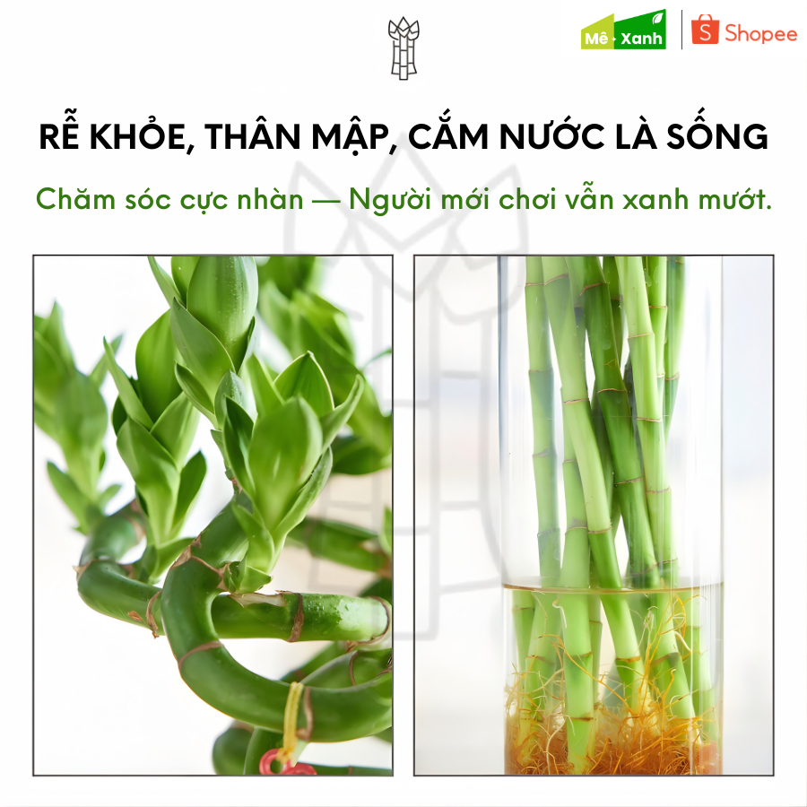 [BH 1 ĐỔI 1] Phát tài xoắn loại 1 (Trúc phú quý/ Trúc phát lộc) - Cây thủy sinh phong thủy, để ban thờ, bàn làm việc